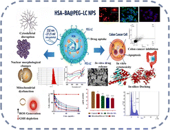 Graphical abstract: Rationally engineered PEGylated l-citrulline functionalized baicalein encapsulated HSA nanopolymer guided by molecular docking for tumor microenvironment responsive and redox modulated colon cancer therapy