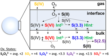 Graphical abstract: The role of the droplet interface in controlling the multiphase oxidation of thiosulfate by ozone