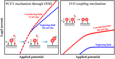 Graphical abstract: Field effects explain the unintuitive potential response of electrochemical oxygen evolution in acid