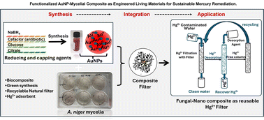 Graphical abstract: Functionalized AuNP-mycelial composites as engineered living materials for sustainable mercury remediation