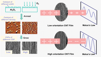 Graphical abstract: Alignment-dependent polarization properties of self-assembled carbon nanotube films