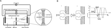 Graphical abstract: Modulation of the translocation of peptides through nanopores by the application of an AC electric field