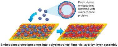 Graphical abstract: A layer-by-layer self-assembly approach to developing an aquaporin-embedded mixed matrix membrane