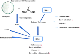 Graphical abstract: Beneficial properties of selenium incorporated guar gum nanoparticles against ischemia/reperfusion in cardiomyoblasts (H9c2)