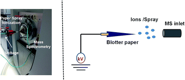 Graphical abstract: Qualitative analysis of designer drugs by paper spray ionisation mass spectrometry (PSI-MS)