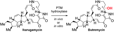 Graphical abstract: Promiscuous hydroxylases for the functionalization of polycyclic tetramate macrolactams – conversion of ikarugamycin to butremycin