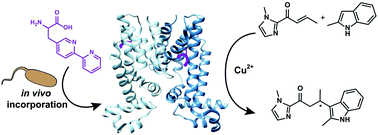 Graphical abstract: Multidrug resistance regulators (MDRs) as scaffolds for the design of artificial metalloenzymes