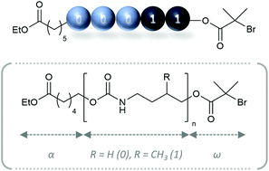 Graphical abstract: Sequence-coded ATRP macroinitiators