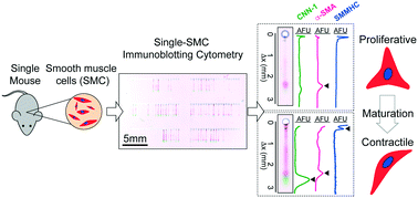 Graphical abstract: Mouse-to-mouse variation in maturation heterogeneity of smooth muscle cells