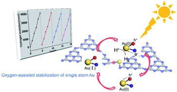 Graphical abstract: Oxygen-assisted stabilization of single-atom Au during photocatalytic hydrogen evolution