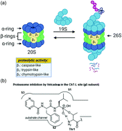 Graphical abstract: Natural product scaffolds as inspiration for the design and synthesis of 20S human proteasome inhibitors