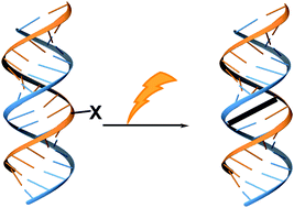 Graphical abstract: Crosslinker-modified nucleic acid probes for improved target identification and biomarker detection