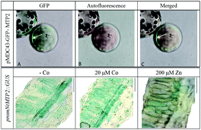 Graphical abstract: Identification and characterization of a tobacco metal tolerance protein, NtMTP2