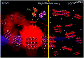 Graphical abstract: Engineering Sr-doping for enabling long-term stable FAPb1−xSrxI3 quantum dots with 100% photoluminescence quantum yield