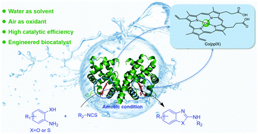 Graphical abstract: Environment-friendly and efficient synthesis of 2-aminobenzo-xazoles and 2-aminobenzothiazoles catalyzed by Vitreoscilla hemoglobin incorporating a cobalt porphyrin cofactor