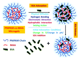 Graphical abstract: Temperature- and pH-responsive poly(N-isopropylacrylamide-co-methacrylic acid) microgels as a carrier for controlled protein adsorption and release