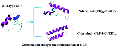 Graphical abstract: Molecular simulations of zwitterlation-induced conformation and dynamics variation of glucagon-like peptide-1 and insulin