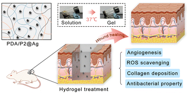 Graphical abstract: An antioxidant and antibacterial polydopamine-modified thermo-sensitive hydrogel dressing for Staphylococcus aureus-infected wound healing