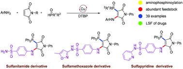 Graphical abstract: The copper-catalyzed radical aminophosphinoylation of maleimides with anilines and diarylphosphine oxides