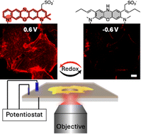 Graphical abstract: The electrochemical modulation of single molecule fluorescence