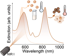 Graphical abstract: Finite element modeling of plasmonic resonances in photothermal gold nanoparticles embedded in cells