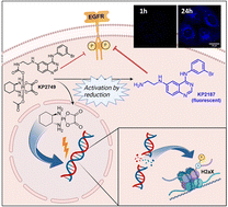 Graphical abstract: A new fluorescent oxaliplatin(iv) complex with EGFR-inhibiting properties for the treatment of drug-resistant cancer cells