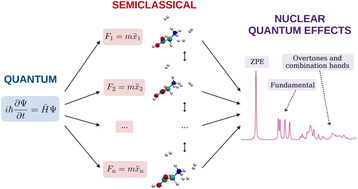 Graphical abstract: Semiclassical description of nuclear quantum effects in solvated and condensed phase molecular systems