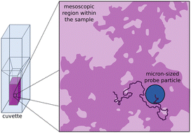 Graphical abstract: Microrheological model for Kelvin–Voigt materials with micro-heterogeneities