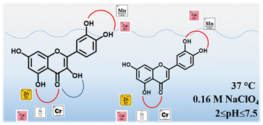 Graphical abstract: Quercetin and luteolin complexation with first-row transition metals in purely aqueous solutions: stoichiometry and binding site selectivity