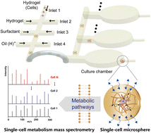 Graphical abstract: Single-cell metabolic accumulation analysis by microfluidic hydrogel microspheres combined with mass spectrometry
