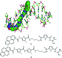 Graphical abstract: Guanidiniocarbonyl-pyrrole-aryl conjugates as nucleic acid sensors: switch of binding mode and spectroscopic responses by introducing additional binding sites into the linker