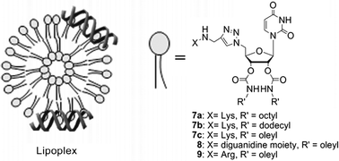 Graphical abstract: Cationic nucleolipids as efficient siRNA carriers