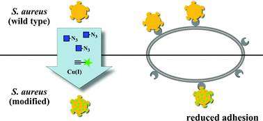 Graphical abstract: Metabolic glycoengineering of Staphylococcus aureus reduces its adherence to human T24 bladder carcinoma cells