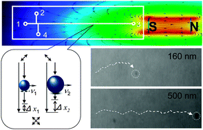 Graphical abstract: Size-dependent magnetophoresis of native single super-paramagnetic nanoparticles in a microchip