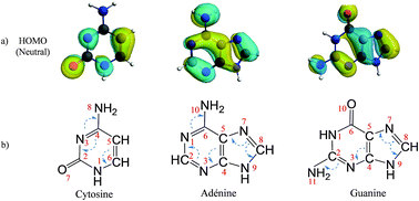 Graphical abstract: Fragmentation mechanisms of cytosine, adenine and guanine ionized bases