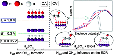 Graphical abstract: Influence of H- and OH-adsorbates on the ethanol oxidation reaction – a DEMS study