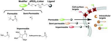 Graphical abstract: Controlling cellular distribution of drugs with permeability modifying moieties
