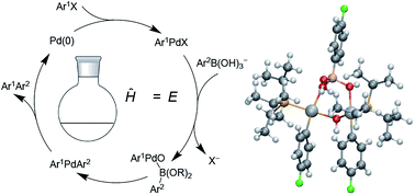 Graphical abstract: Suzuki–Miyaura coupling revisited: an integrated computational study