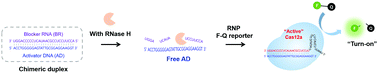 Graphical abstract: CRISPR/Cas12a collateral cleavage activity for an ultrasensitive assay of RNase H