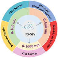 Graphical abstract: Defining the size ranges of polystyrene nanoplastics according to their ability to cross biological barriers