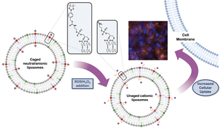 Graphical abstract: Development of ROS-triggered masked liposomes for activated cellular delivery using a charge balance strategy