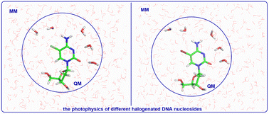 Graphical abstract: Quantum mechanics/molecular mechanics studies on mechanistic photophysics of epigenetic C5-halogenated DNA nucleosides: 2′-deoxy-5-chlorocytidine and 2′-deoxy-5-bromocytidine in aqueous solution
