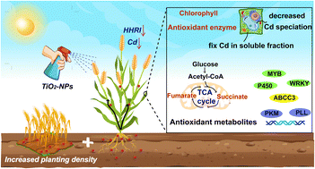 Graphical abstract: Synergistic effect of foliar exposure to TiO2 nanoparticles and planting density modulates the metabolite profile and transcription to alleviate cadmium induced phytotoxicity to wheat (Triticum aestivum L.)