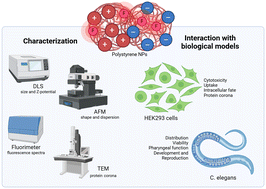 Graphical abstract: The surface charge both influences the penetration and safety of polystyrene nanoparticles despite the protein corona formation