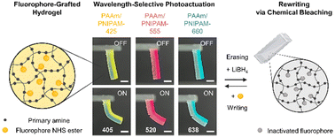 Graphical abstract: Rewritable wavelength-selective hydrogel actuators grafted with fluorophores