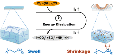 Graphical abstract: An iodine-driven muscle-mimicking self-resetting bilayer hydrogel actuator