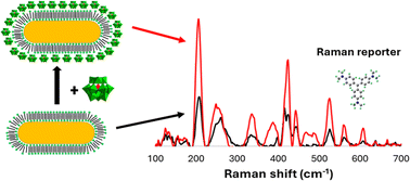 Graphical abstract: Self-assembly of hard anions around cationic gold nanorods: potential structures for SERS