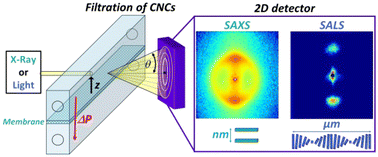 Graphical abstract: Multiscale study of the chiral self-assembly of cellulose nanocrystals during the frontal ultrafiltration process