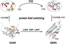 Graphical abstract: Aromatic–aromatic interactions drive fold switch of GA95 and GB95 with three residue difference