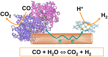 Graphical abstract: From two-component enzyme complex to nanobiohybrid for energy-efficient water–gas shift reaction